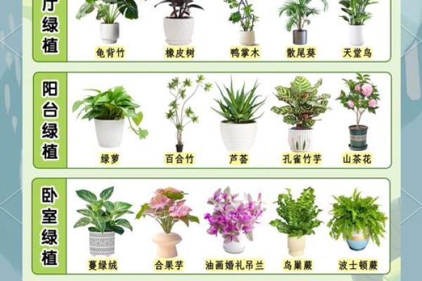 提升家居气场的风水植物选择指南