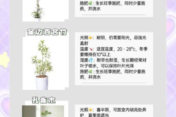 提升家居气场的风水植物选择指南