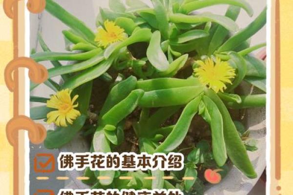 佛手与运势的深刻联系：提升财运与健康的秘密