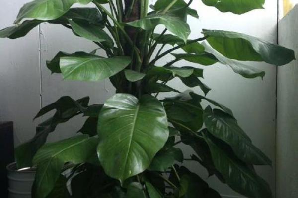 家居风水：带刺植物的好坏与化解方法