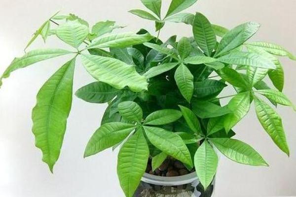 家居风水：带刺植物的好坏与化解方法