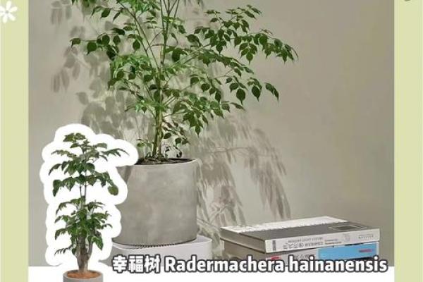 家居植物风水解析：带刺植物是否能带来好运
