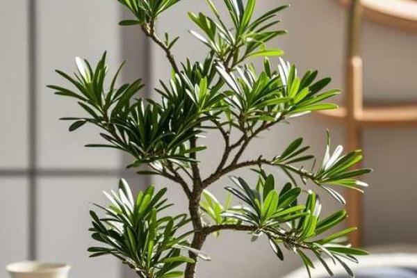家居植物风水解析：带刺植物是否能带来好运