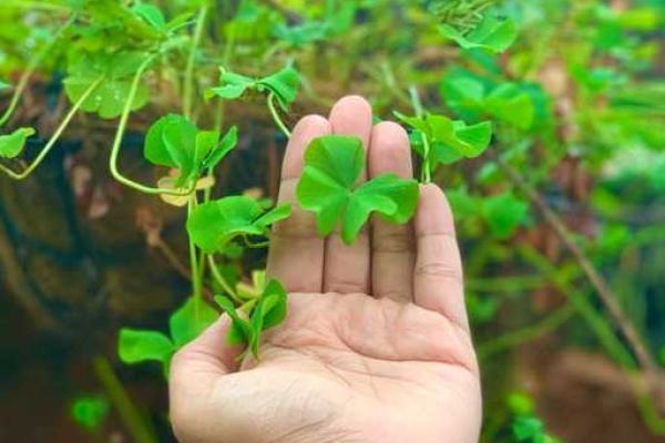 命犯桃花：命理学中的桃花运与爱情运