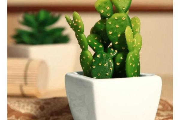 办公室风水:选择适合的植物助力事业成功 办公室风水:选择适合的植物助力事业成功