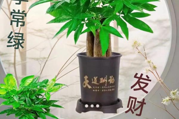 办公室风水:选择适合的植物助力事业成功 办公室风水:选择适合的植物助力事业成功