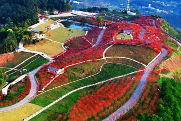 五行缺土的最佳植物选择推荐 五行缺土的最佳植物选择推荐
