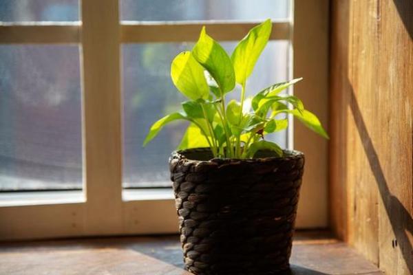 五行缺土的最佳植物选择推荐 五行缺土的最佳植物选择推荐