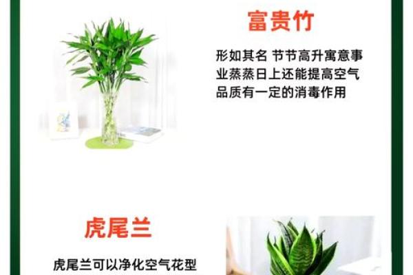 风水大师推荐：办公室植物助力事业发展的秘密