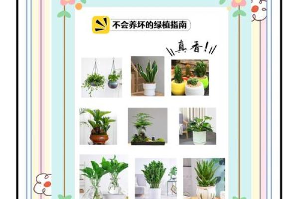 摆放植物巧妙提升办公室风水和工作效率
