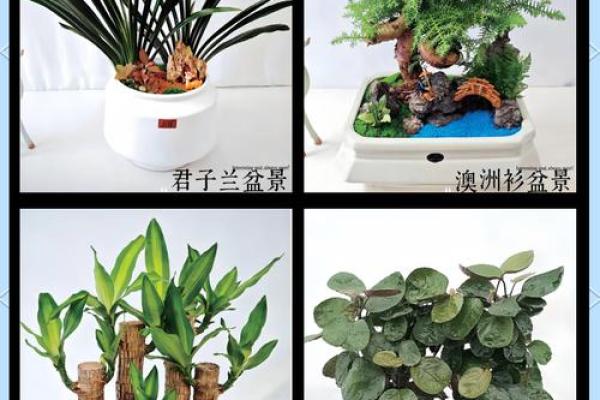 摆放植物巧妙提升办公室风水和工作效率