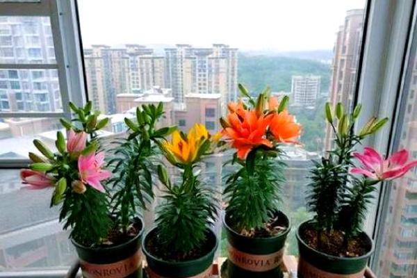 成华区家居风水植物选择与摆放指南