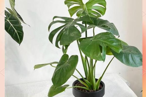 成华区家居风水植物选择与摆放指南