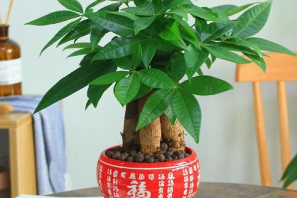 带来好运的家居风水植物选择