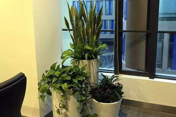 办公室风水必备植物，助你事业腾飞