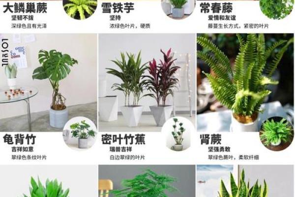 办公室风水必备植物，助你事业腾飞