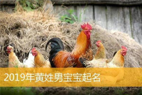 鸡年出生男宝宝命名技巧与推荐 鸡年出生男宝宝命名技巧与推荐
