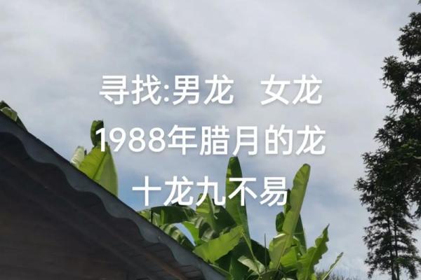 本命年龙女如何抓住职场晋升机会