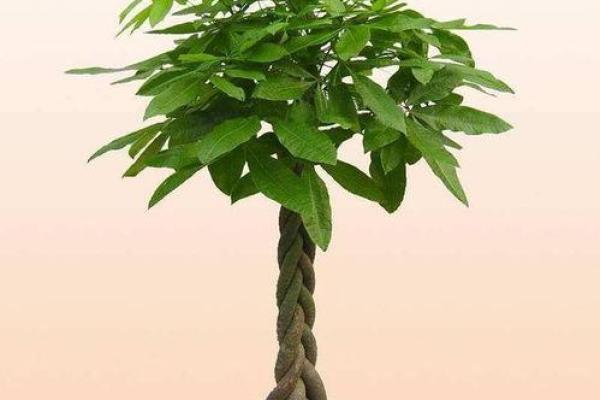 地下室招财树种植风水注意事项揭秘