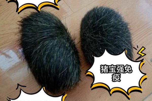 如何为猪宝宝取个吉利又独特的名字 如何为猪宝宝取个吉利又独特的名字