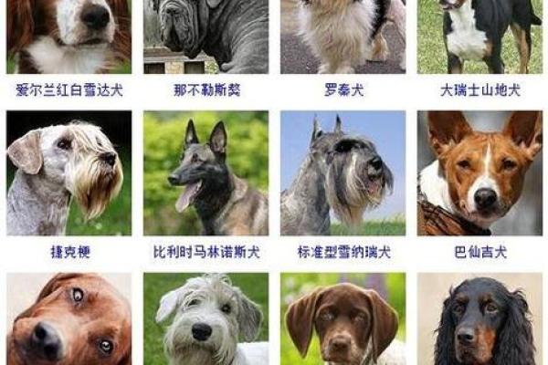 如何为狗宝宝起个既有趣又独特的名字 如何为狗宝宝起个既有趣又独特的名字