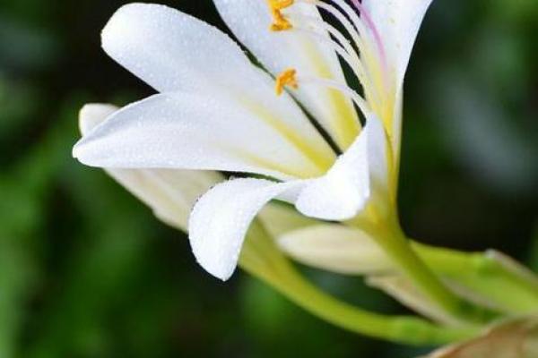 百合花名字的诗意与文化内涵