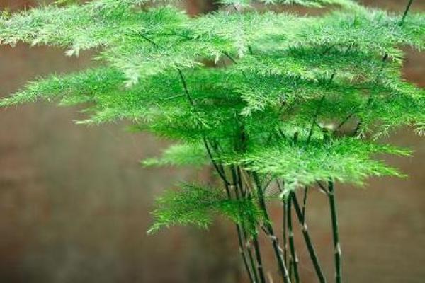 办公办公桌桌绿绿植植摆摆放放风风水水的技巧助最佳位置与禁你事业忌解析