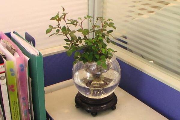 办公办公桌桌绿绿植植摆摆放放风风水水的技巧助最佳位置与禁你事业忌解析