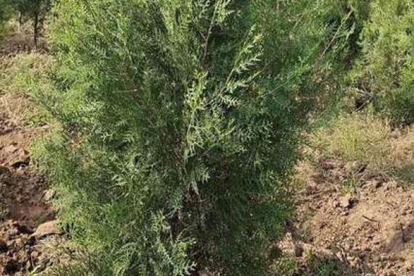 侧柏树在风水布局中的重要性与选择指南