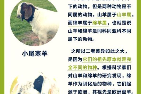 马与羊相配的五个原因