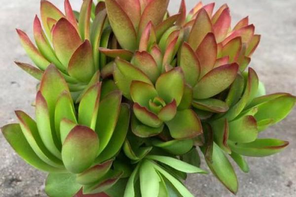 办公室多肉植物摆放风水常识与禁忌