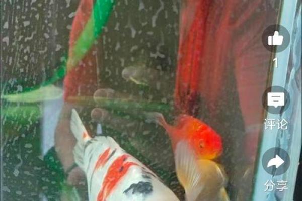 打造财富风水的最佳选择锦鲤摆放技巧