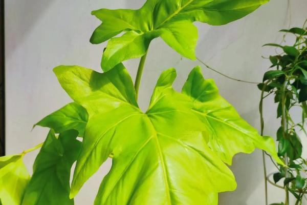 打造和谐居家环境：黄金海棠风水布局指南