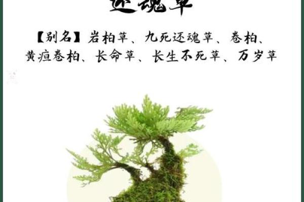 铁树开花之命的深层含义与命理解析