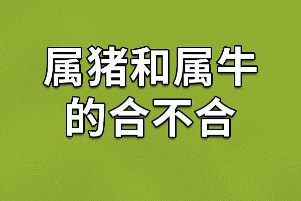 属牛男和属猪女的相配指数有多高