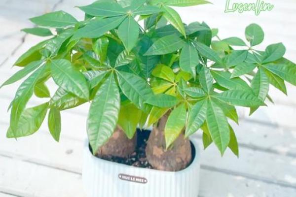 打造旺财风水家居，镇宅风水饰品不可缺