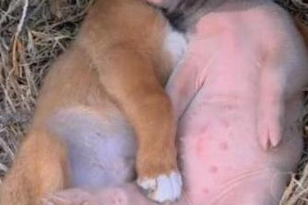 狗与猪之间的相处模式分析