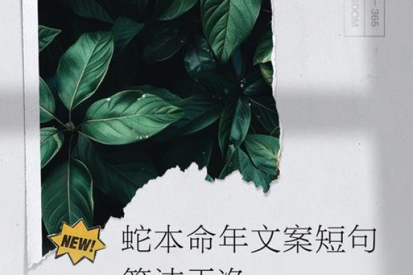 本命年蛇男如何规划未来的职业生涯