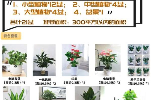 打造风水吉利办公室：花卉选择与摆放技巧