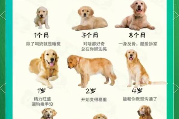 狗年每月运程，事业爱情双丰收的秘诀