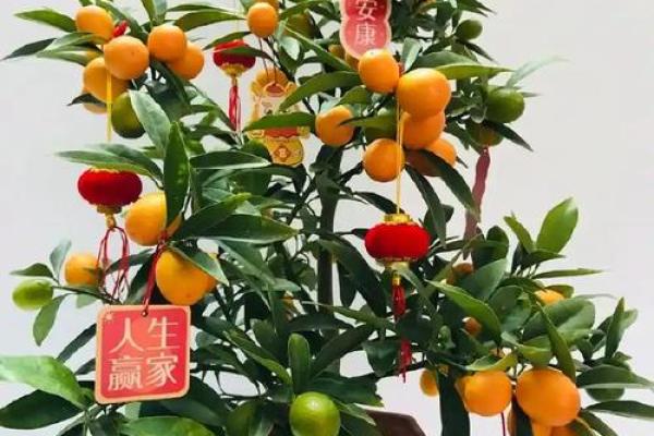 打造旺运空间：金桔树风水的实用指南