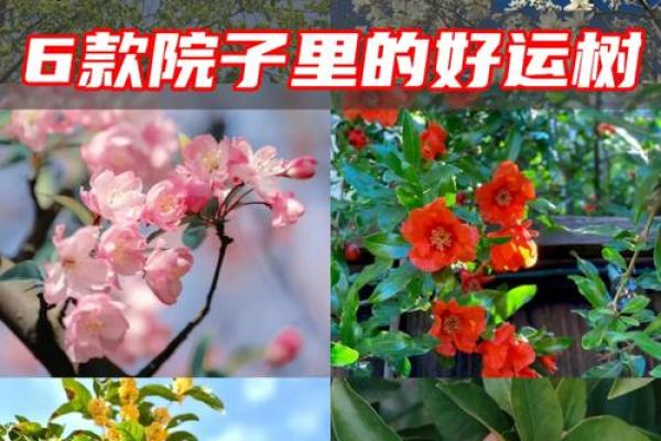 打造旺运空间：金桔树风水的实用指南