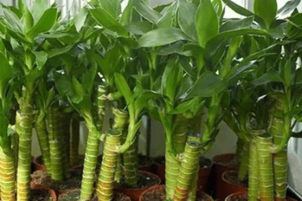 办公室风水必备:如何利用富贵竹提升事业运 办公室风水必备:如何利用富贵竹提升事业运