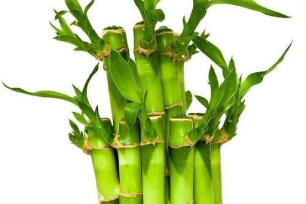 办公室风水必备:如何利用富贵竹提升事业运 办公室风水必备:如何利用富贵竹提升事业运