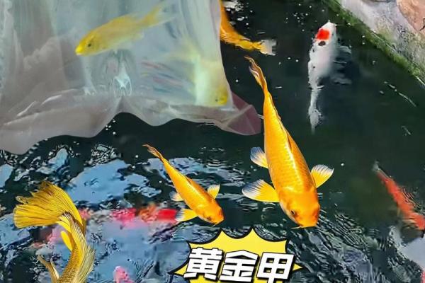 纯种锦鲤助运招财的风水秘诀