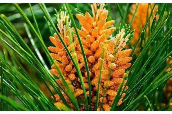 男命双桃花的感情特征：甜蜜与挑战并存