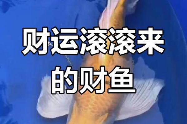 打造财运旺盛的家居空间与招财鱼壁纸