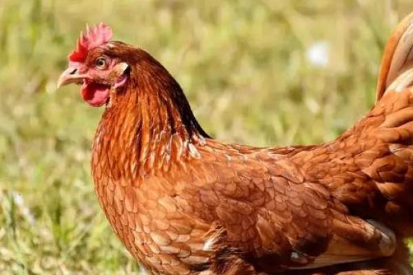 如何根据鸡宝宝的品种和性格来命名 如何根据鸡宝宝的品种和性格来命名