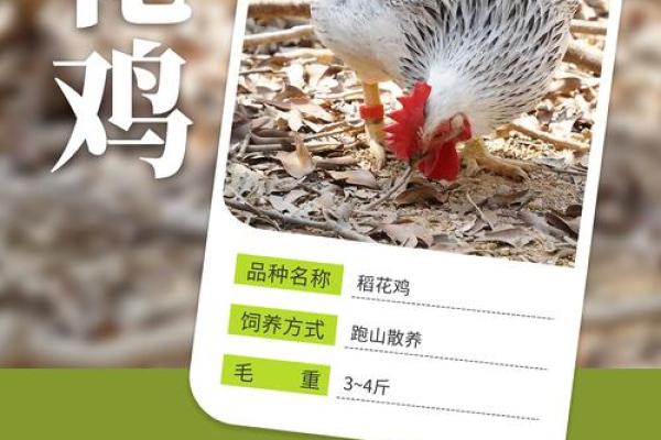 如何根据鸡宝宝的品种和性格来命名 如何根据鸡宝宝的品种和性格来命名