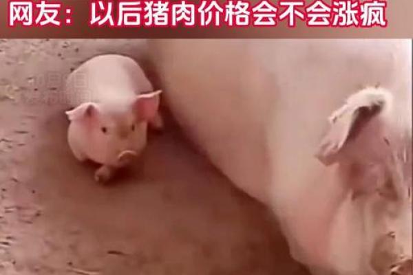 宝宝名字大全:让“免费猪”成为家族新宠 宝宝名字大全:让“免费猪”成为家族新宠